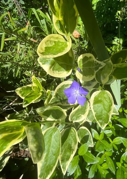 16176443-8FE3-4DA4-A07F-9F6961E5053A - Caldaruse 2020-2023