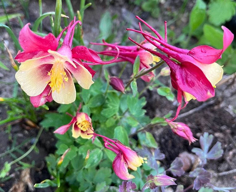 96F8C881-A7BA-436F-B303-BC43134A3E73 - Caldaruse 2020-2023