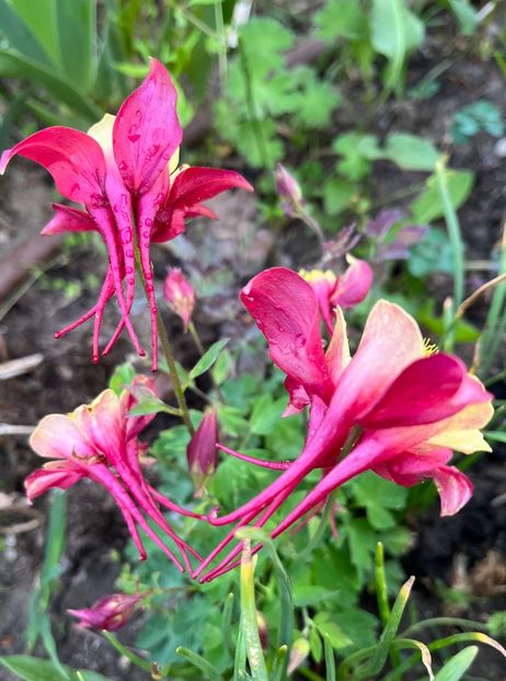 D960DE4C-CBCC-469B-89B0-78FBD33B64B8 - Caldaruse 2020-2023