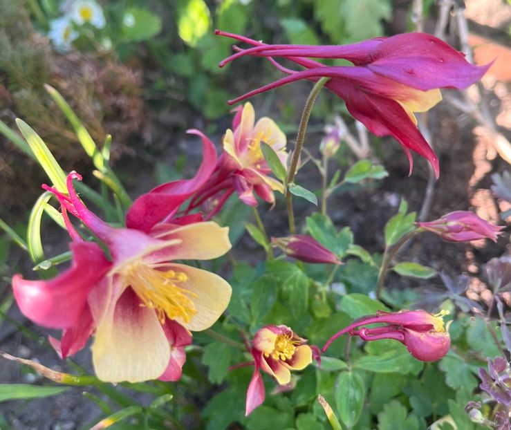 21F9069C-D8B4-4F96-B6DD-86E455B44B18 - Caldaruse 2020-2023