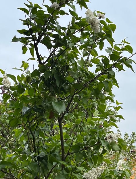 9F5A557E-4F9A-4CB3-96A3-7191FC71D16F - Arbuști 2021-2023