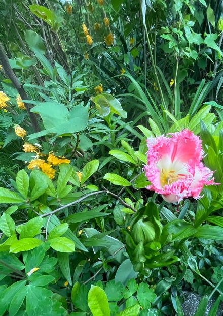 96D236B4-7F2F-4C8C-A1C4-A887948DB5F3 - Lalele 22 23