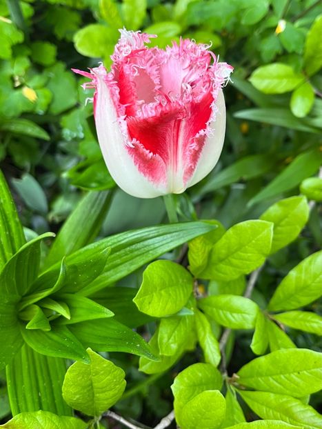 F38213F1-D208-4B89-A5FB-9DE4955C25DE - Lalele 22 23