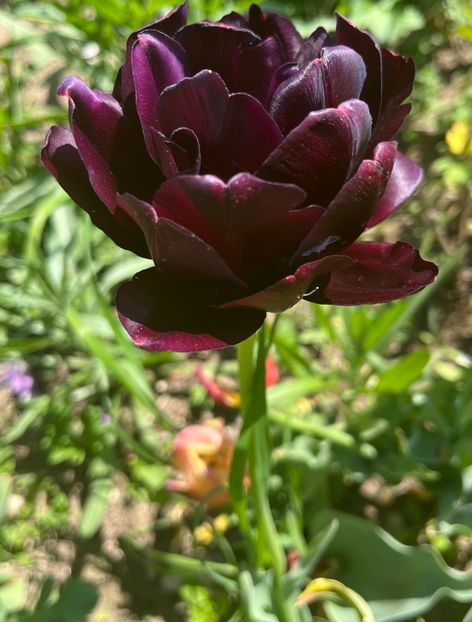 920EAB69-47A9-4104-AA7F-D53478DCF1FE - Lalele 22 23