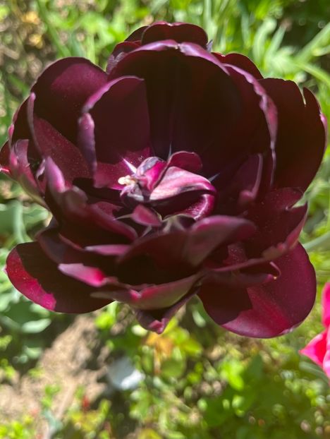 30FB2D63-A9F5-438D-BEB0-FCC20DD19EAE - Lalele 22 23