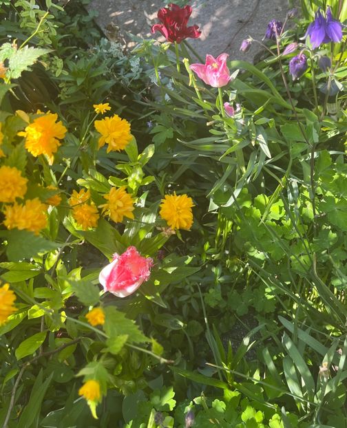 F97D95B7-87C5-4116-9284-4B436E4F42BC - Lalele 22 23