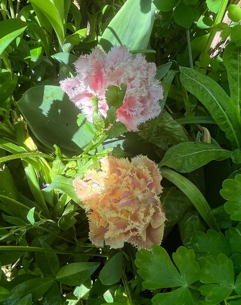 F9F8A45E-C835-464D-9D6E-2314EC5F4552 - Lalele 22 23