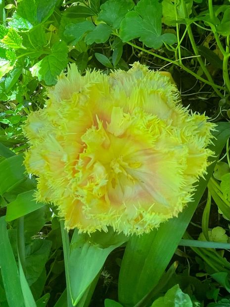 6ADAB3D8-9BD0-47EC-8F50-22E6B3B32564 - Lalele 22 23