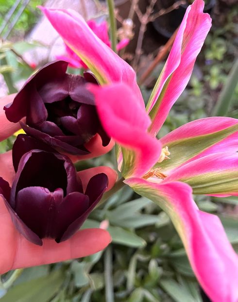 2019081F-86D8-47C2-9F57-4E43D35B0881 - Lalele 22 23