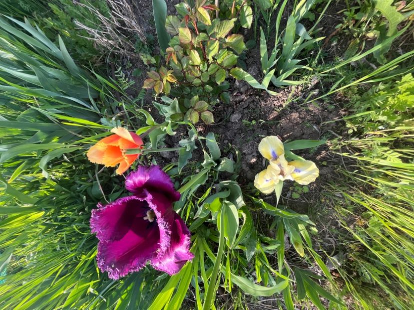 6CE756DF-5778-4CA0-835C-C4CC5C6B0CD2 - Lalele 22 23