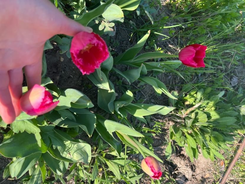 9BC306A9-A021-4A78-B976-70A60C84FDF6 - Lalele 22 23