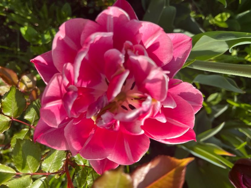 100EE542-9453-46D7-BC36-3D6FE66DD257 - Lalele 22 23