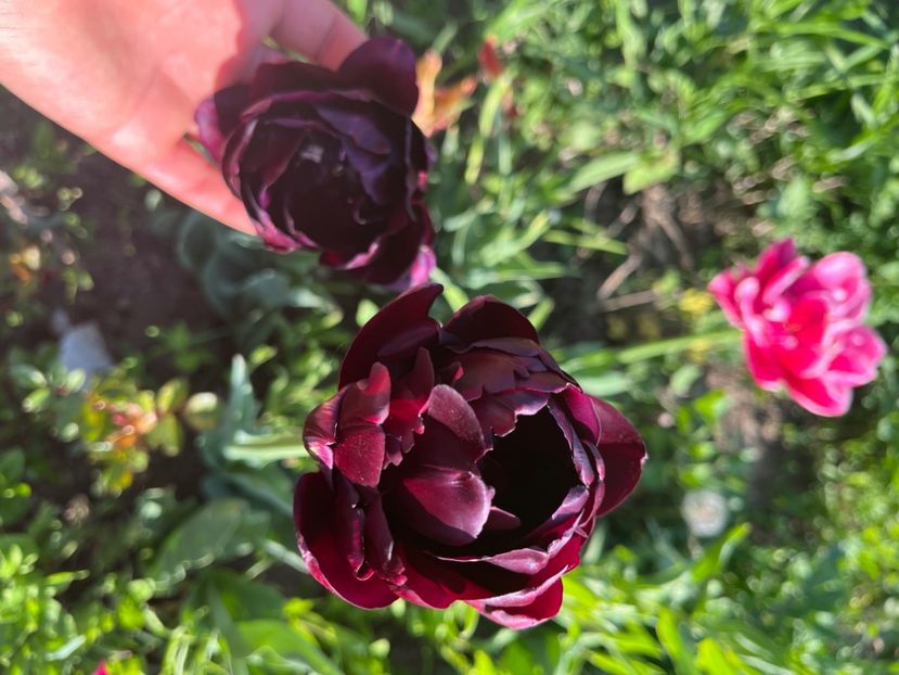 B727B858-3994-466A-AD83-AFD5BCAEA458 - Lalele 22 23