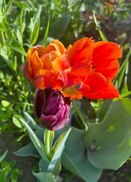 821E8926-4224-42AA-B7B6-F1A3BB49C1AC - Lalele 22 23