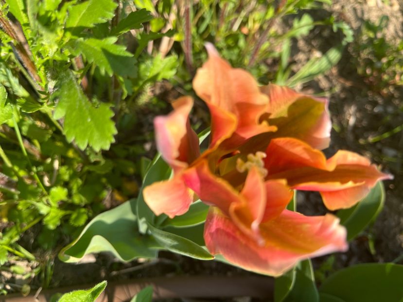 7E603C6D-4B62-4532-B276-5DC3606C283D - Lalele 22 23