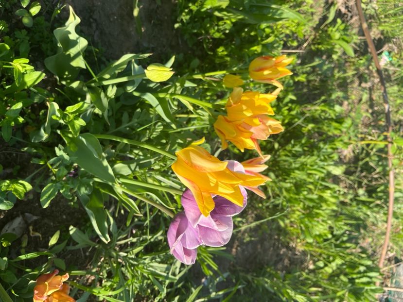 E42A757F-596C-443B-A0E9-6D14DBE3ADD1 - Lalele 22 23