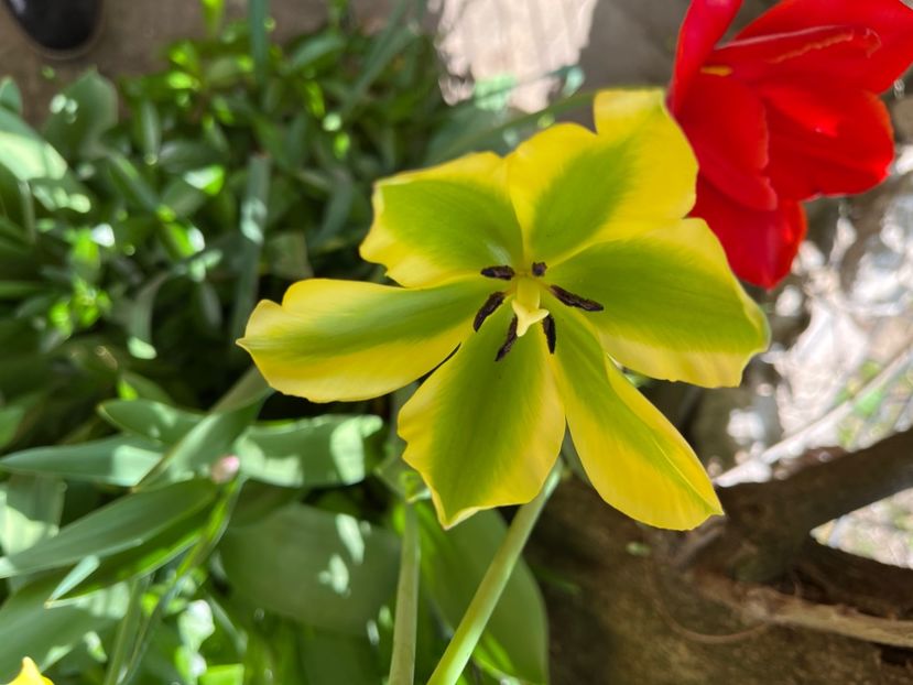 AF4FA739-611A-4DFE-A7E0-C249F313F23A - Lalele 22 23