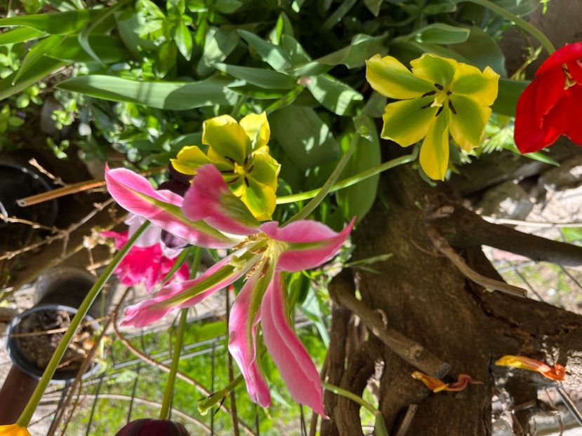 6D28580F-2ECE-4EF5-977F-7463E7B3BB07 - Lalele 22 23