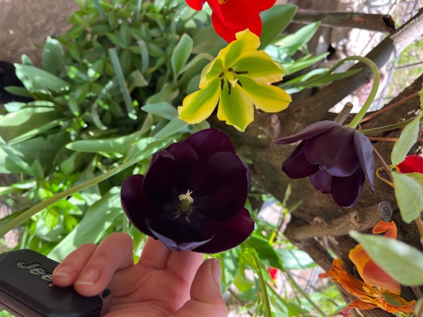 06825DDC-3DE4-4EE3-AD23-48ED36FD44F2 - Lalele 22 23