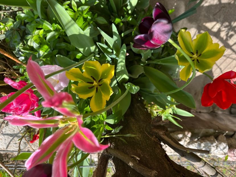 2949397C-B084-4A2C-A9F7-C4841CB2EDD9 - Lalele 22 23