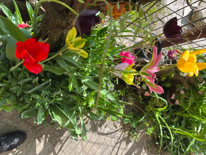 C93FF14C-929E-405B-9A04-23902237CFF5 - Lalele 22 23