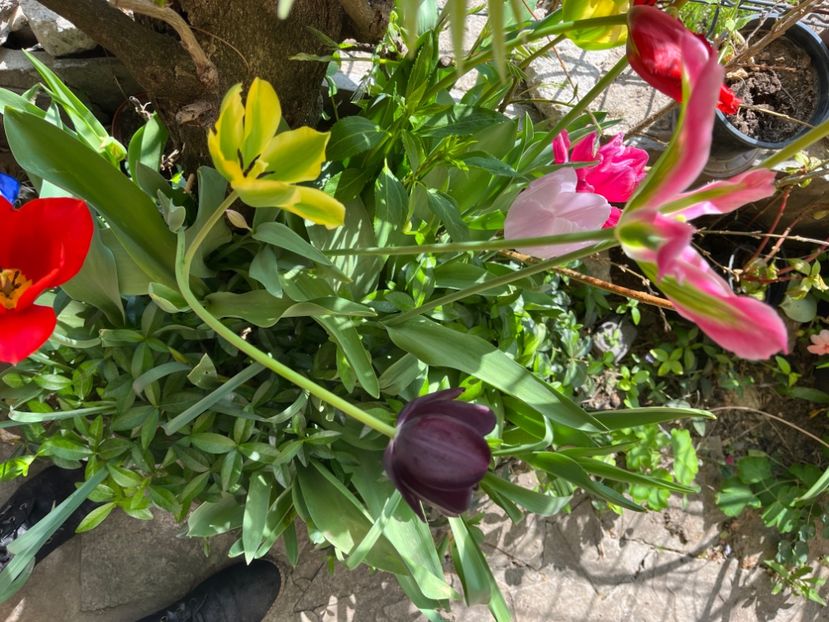 05E638EA-0780-4A4D-98EC-002B2826B4A4 - Lalele 22 23