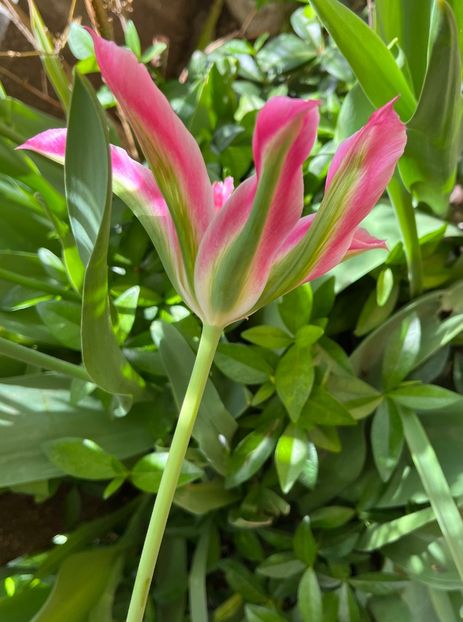 86A59339-0329-474C-AF8D-1E48A7767743 - Lalele 22 23