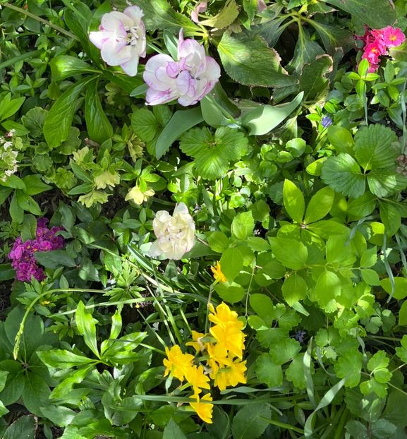 112153A4-08B7-4EF9-AE0B-C15B25492455 - Lalele 22 23