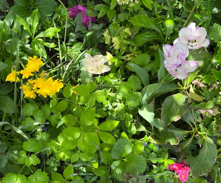 EA045878-7501-4464-A241-523443710BB3 - Lalele 22 23