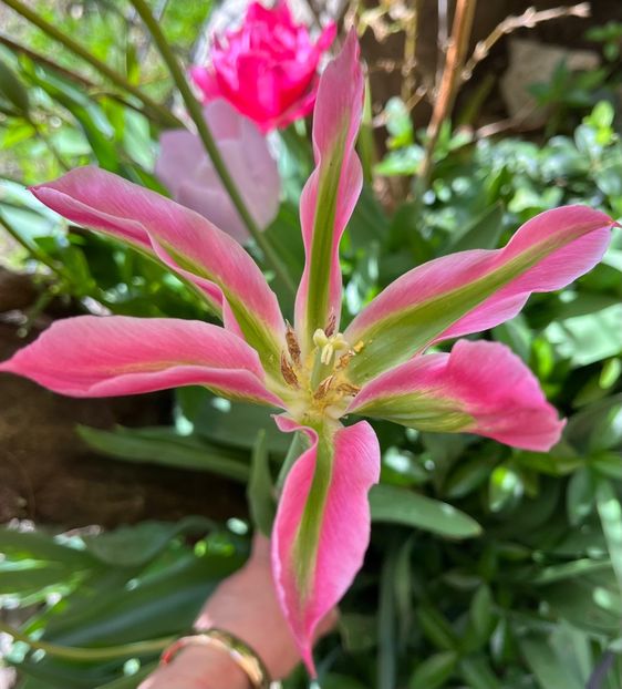 808D874A-49BE-4AEE-B75B-0D531A42F75F - Lalele 22 23