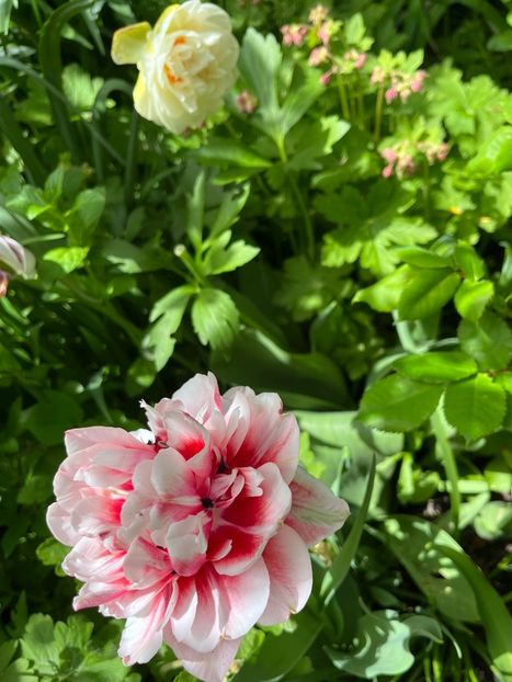 5A2668B7-8B90-4840-80FB-B5006041D749 - Lalele 22 23