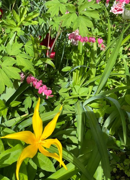 2F13EDB1-61A6-4D46-8398-09961E7C03CA - Lalele 22 23