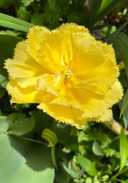 20977483-E48F-47D7-A246-87760CFADD35 - Lalele 22 23