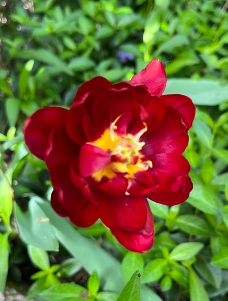 7DC1C9C1-65F5-4C07-86A6-389DA9CED058 - Lalele 22 23