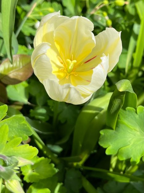 5F5ED16F-CCFE-48A2-B6BA-124ED2B60079 - Lalele 22 23