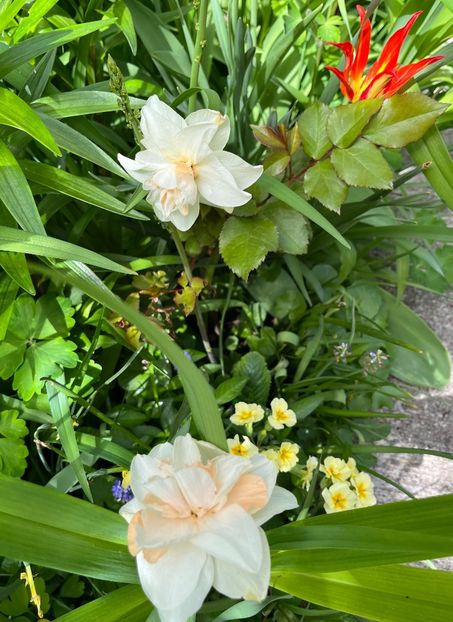 F4268ECB-69AB-4234-86D8-8E85FBB7E46D - Lalele 22 23