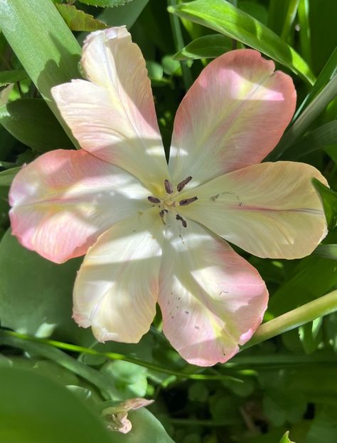 D122A1CD-EACC-4AE4-8347-498B51D56CD0 - Lalele 22 23