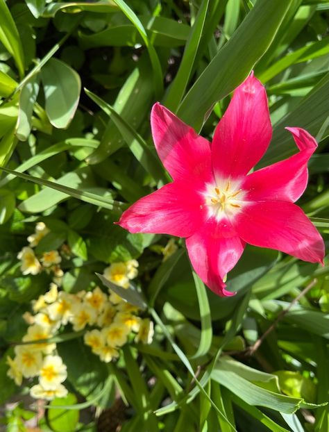 B91CD602-3F0E-455D-8271-A9F90E491541 - Lalele 22 23