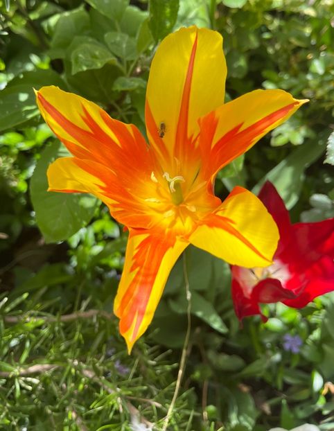 89DBC897-9C06-4F86-9083-B03EF1EAC60F - Lalele 22 23