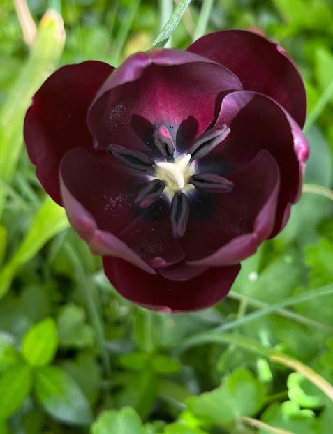 579862E1-AD96-4A4D-9016-F2536BC85FC3 - Lalele 22 23