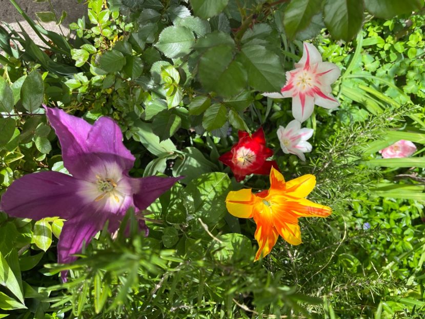 D27F7B81-5DF7-4C1C-8107-8BB107FECF16 - Lalele 22 23