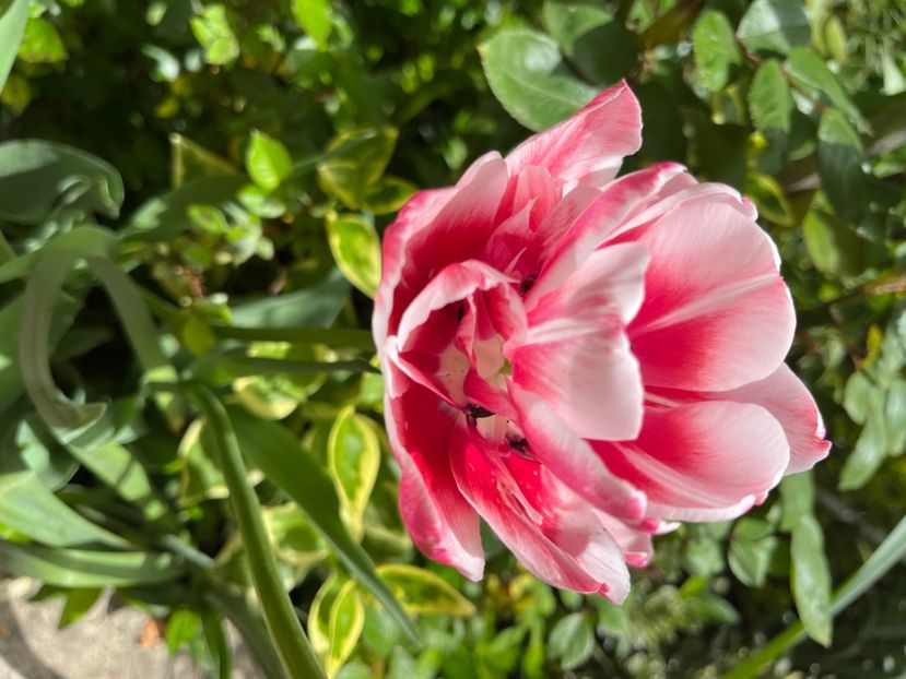 D319D4FC-E8BF-4409-B3B0-FB5F6691340C - Lalele 22 23