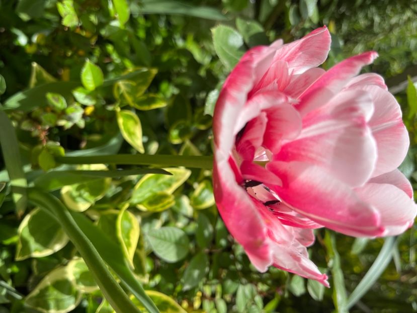 44157164-9EC8-4BF2-BBC8-74B40D3AE88B - Lalele 22 23