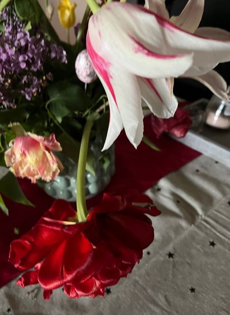 A1792F5E-AC6F-4C70-B469-20207985F3E4 - Lalele 22 23