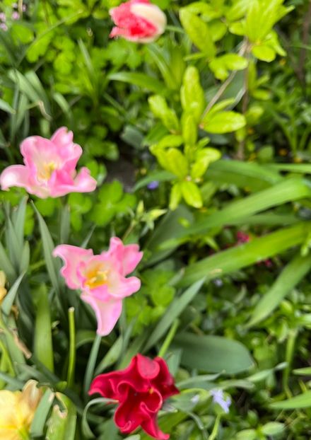 8D5AD473-3AAD-4859-A515-B6B1EE9BD7DC - Lalele 22 23