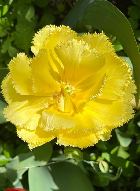 13623EE7-FF47-4330-8CF8-E1B355D03C82 - Lalele 22 23