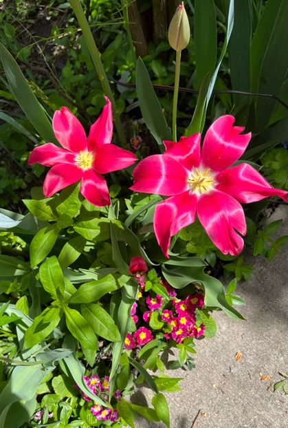 2F7C89C6-B31A-4E07-ADBD-19E3B7480565 - Lalele 22 23