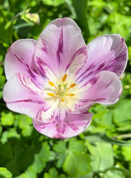 40C4134E-2451-4060-BEDE-DC7C2B4FD00C - Lalele 22 23