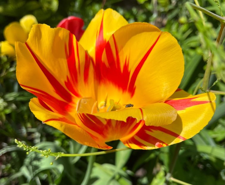 B9745821-9735-4E91-84D4-97B0AB32A3C1 - Lalele 22 23