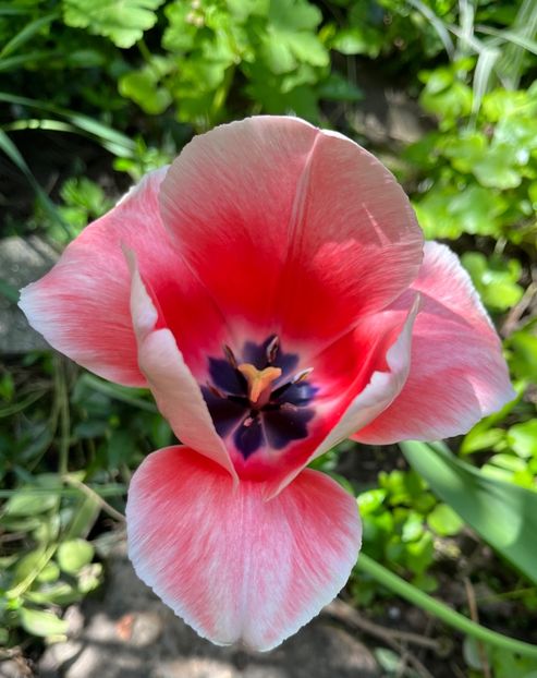 A7AC95ED-94D1-452E-9E1F-4914EFC3E398 - Lalele 22 23